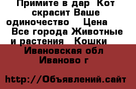 Примите в дар. Кот скрасит Ваше одиночество. › Цена ­ 0 - Все города Животные и растения » Кошки   . Ивановская обл.,Иваново г.